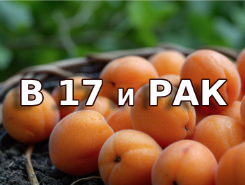 B17 не лечит рак!