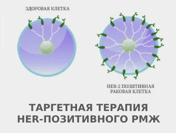Таргетная терапия РМЖ