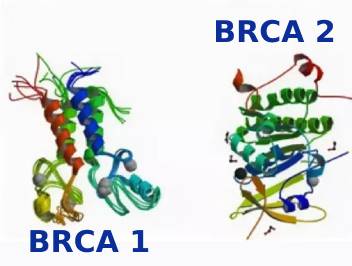 BRCA 1/2 мутации